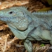 iguana_blue_qebp_gc_h_0162_cay0630.jpg